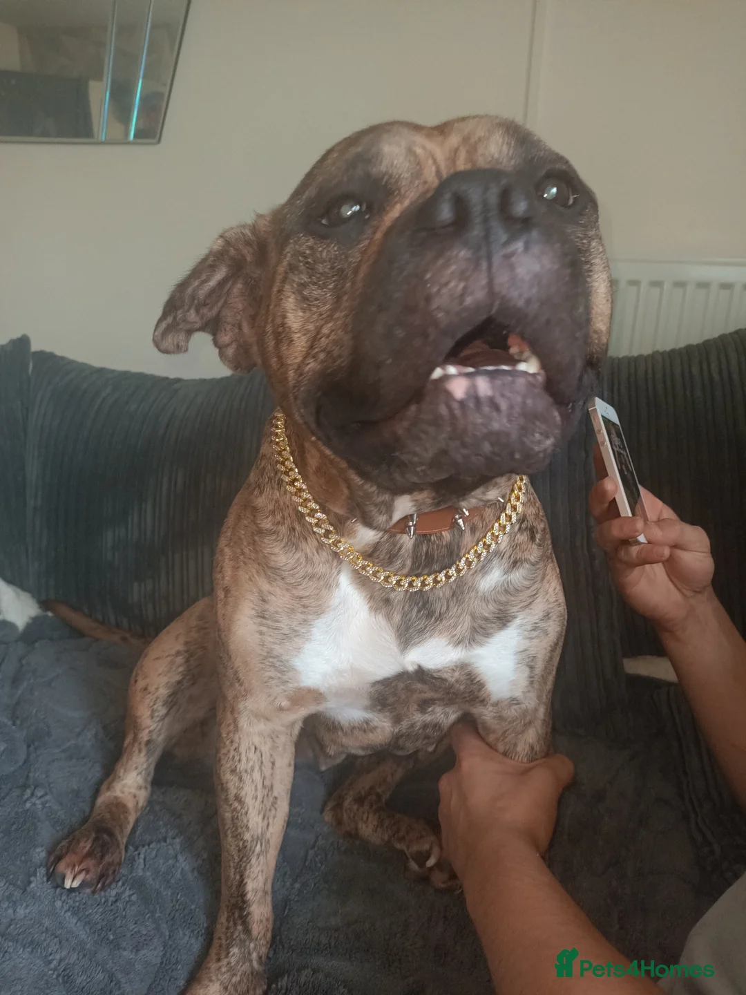 Mixed Breed dogs for sale: Staff cross female - Advert 7