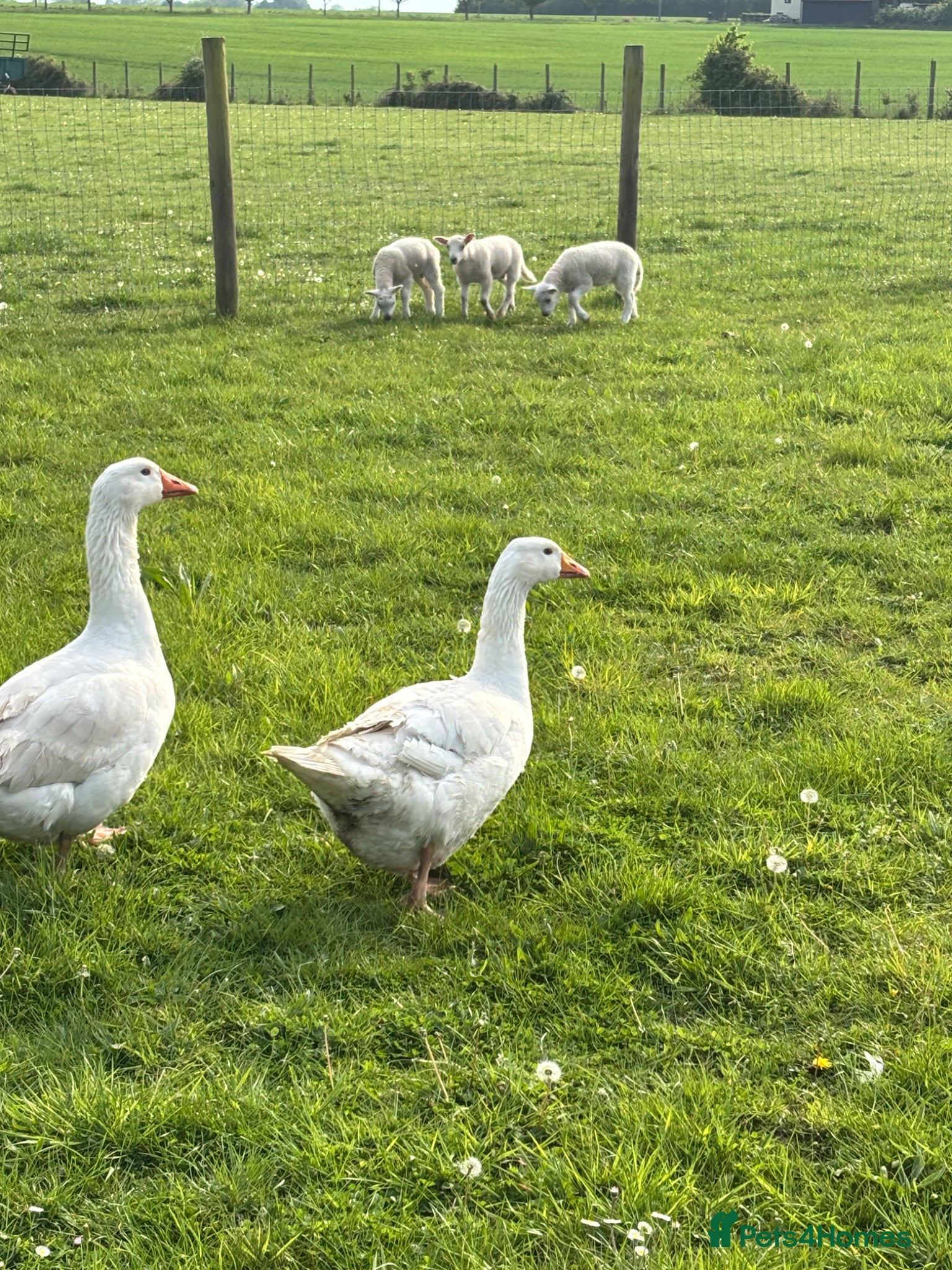 Geese poultry Breeding pair ebdon geese - Advert 2
