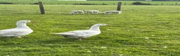 Geese poultry for sale: Breeding pair ebdon geese in Bury Saint Edmunds - Advert 1