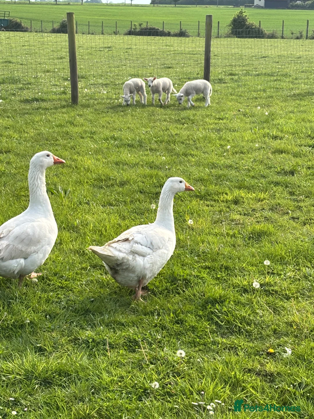 Geese poultry for sale: Breeding pair ebdon geese in Bury Saint Edmunds - Advert 1
