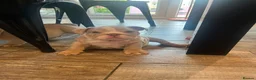 English Bulldog dogs for sale: KC Registered English Bulldogs  in Bristol - Advert 6
