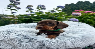 Miniature Dachshund dogs - Advert 3