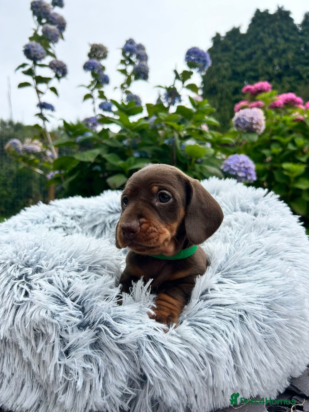 Miniature Dachshund dogs for sale: Kc reg PRA clear miniature dachshund puppies  - Image 2