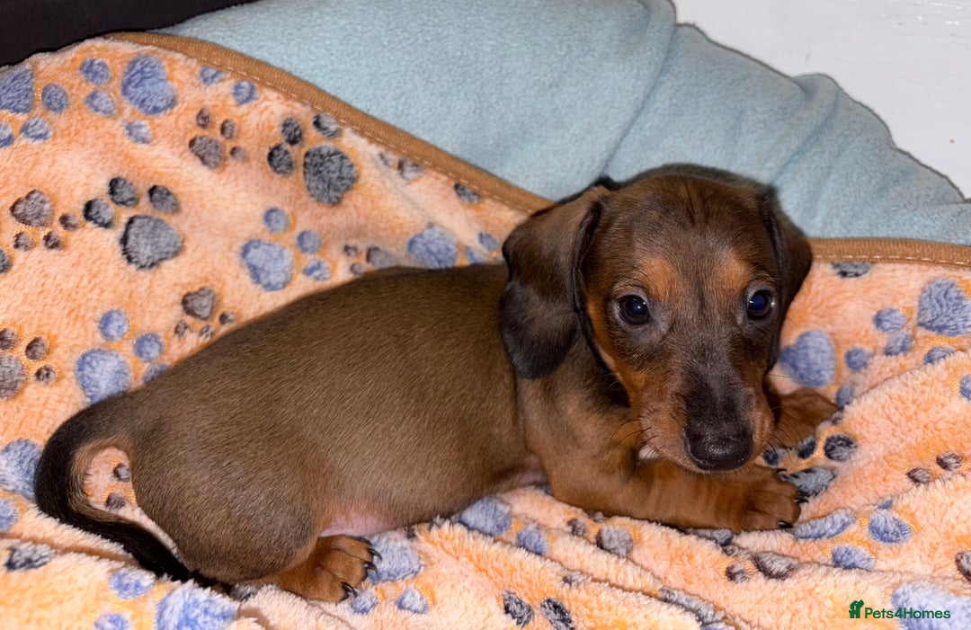 Miniature Dachshund dogs for sale: 4 Dachshund Puppies - Image 4