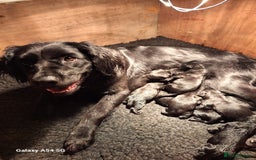 Springador dogs for sale: Springador pups - Image 13