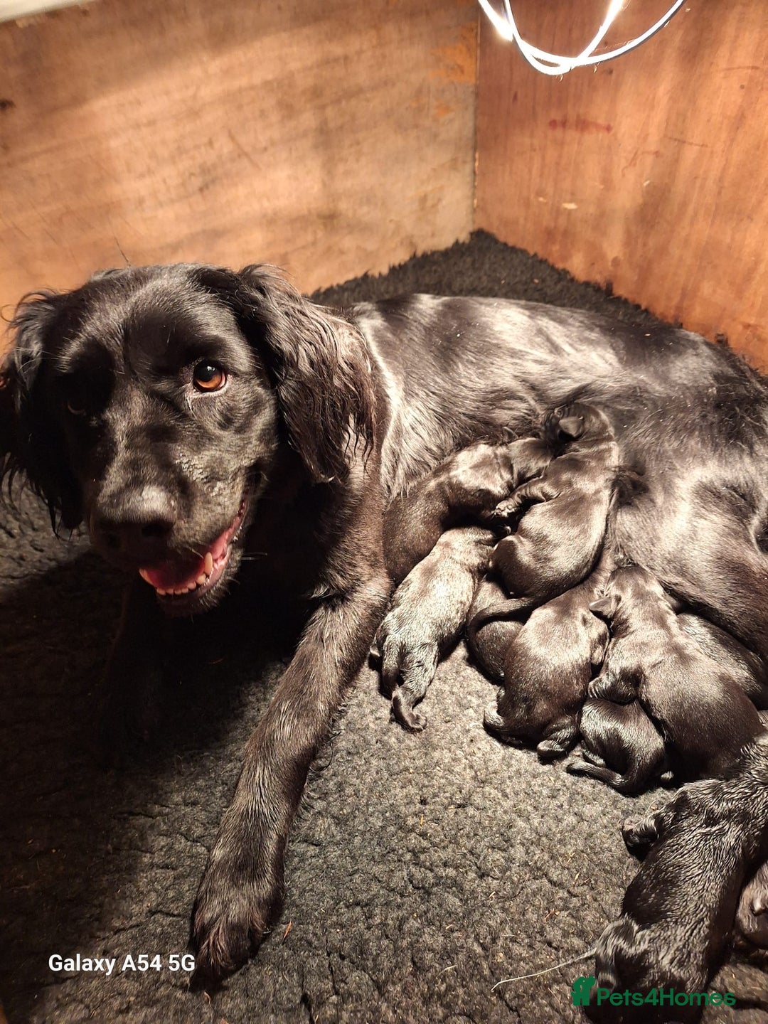 Springador dogs for sale: Springador pups - Image 13