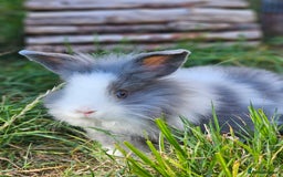 Lionhead rabbits for sale: 3 Beautiful Lion Head Babies - Image 9