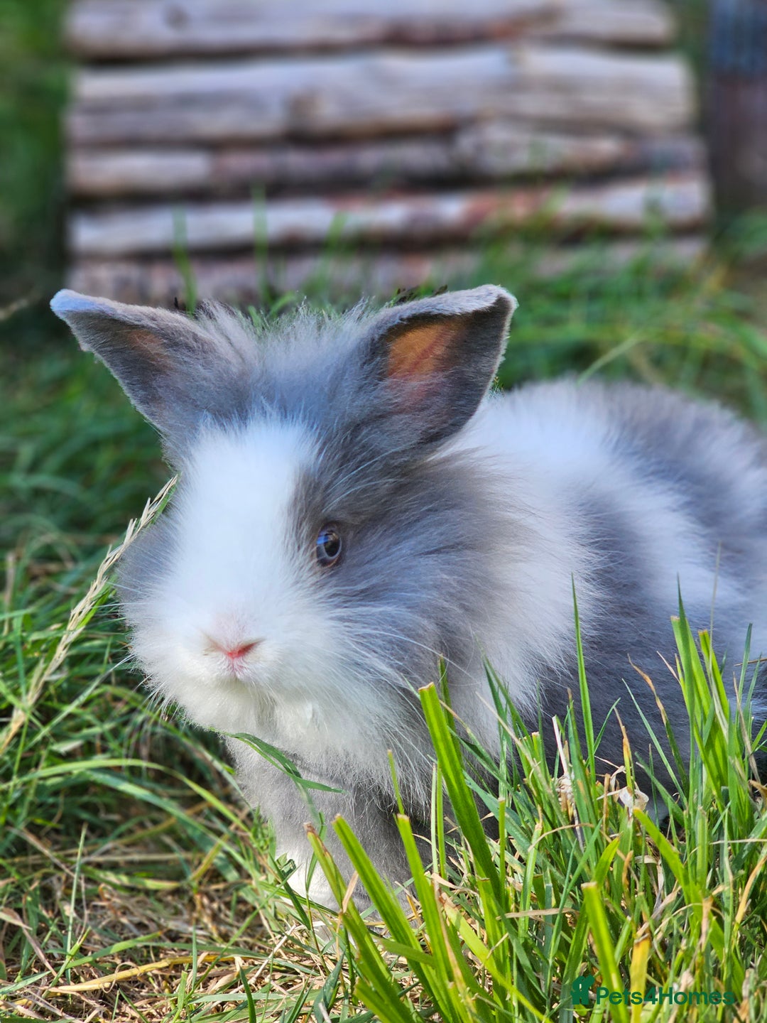 Lionhead rabbits for sale: 3 Beautiful Lion Head Babies - Image 9