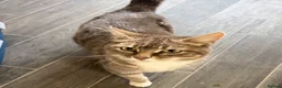 Domestic Shorthair cats for sale: Kittens available xx - Advert 6