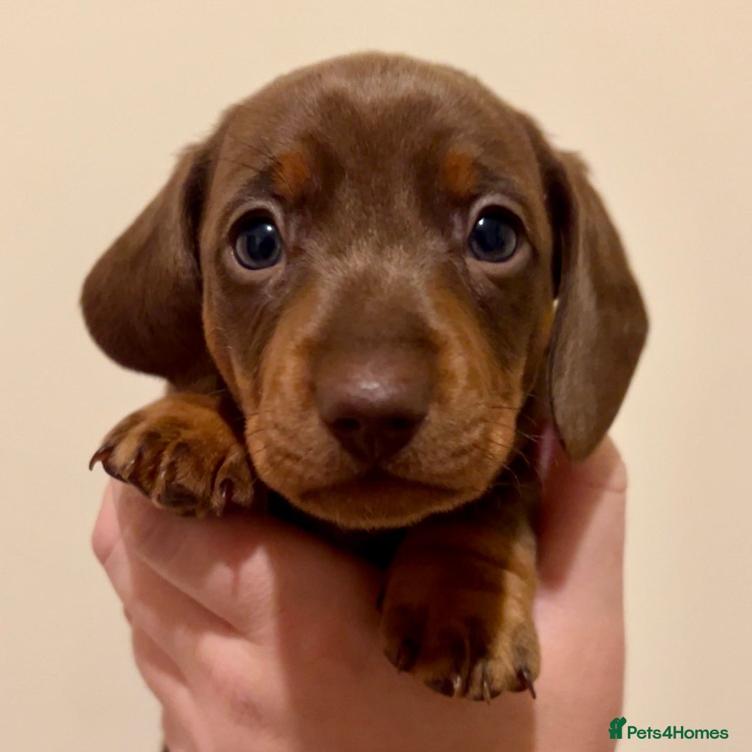 Miniature Dachshund dogs for sale: 🐾Beautiful kc mini dachshund pups ready 20 Dec🐾 - Advert 14