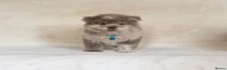 Chow Chow dogs for sale: Exotic colour pure chow chow puppies for sale  - Advert 13
