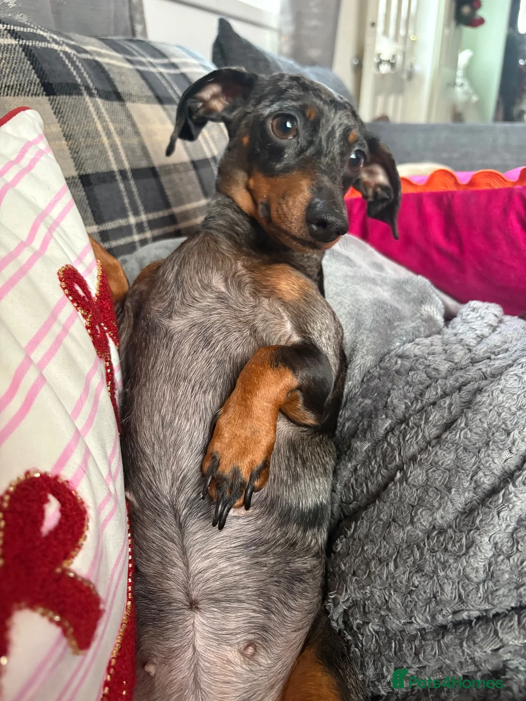 Mixed Breed dogs for sale: Miniature Daschunds x pommapoo puppies - Advert 5
