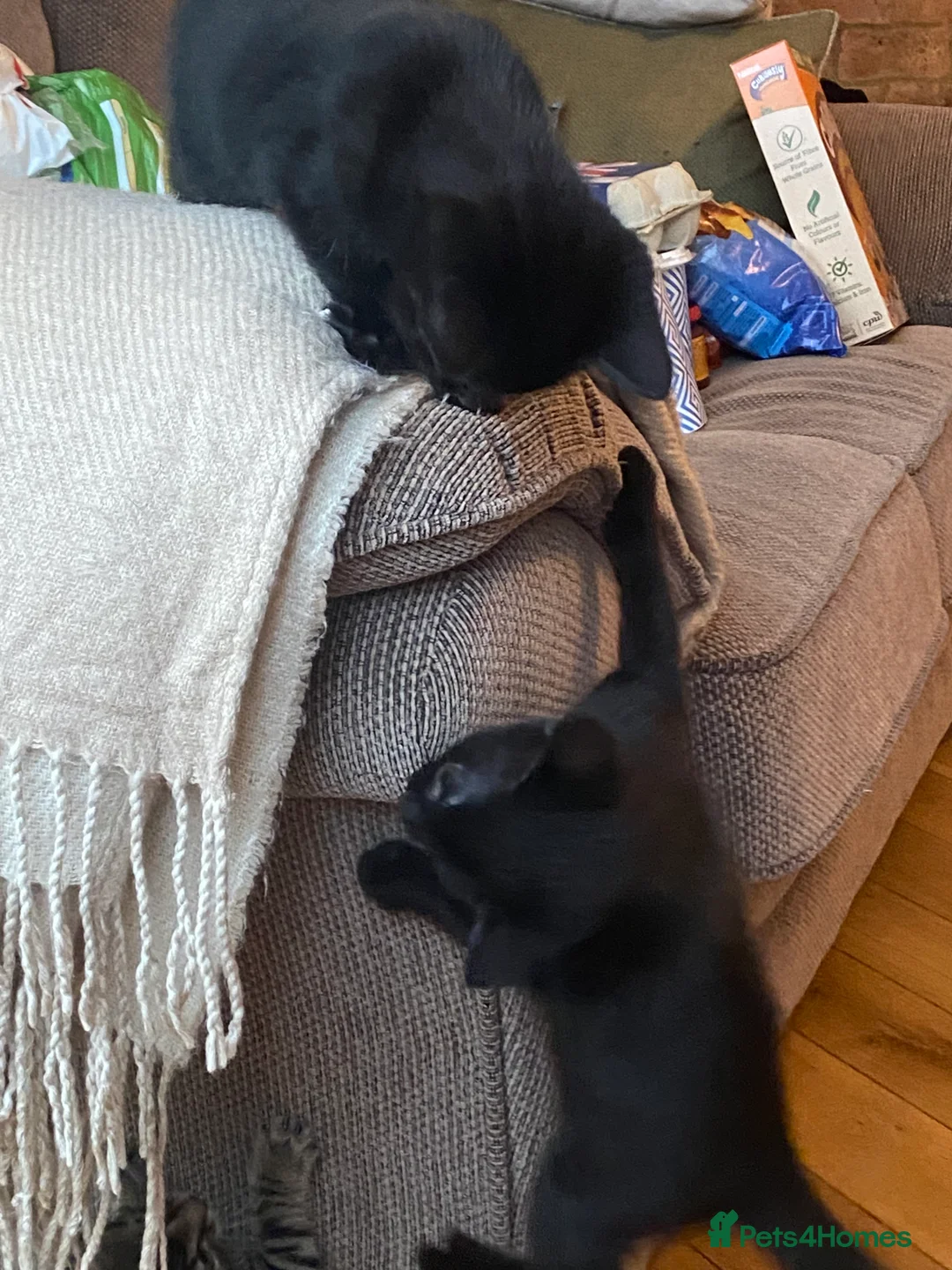 British Shorthair cats for sale: Three beautiful kittens  - Advert 3