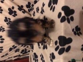 Cockapoo dogs F1 cockerpoo - Advert 1