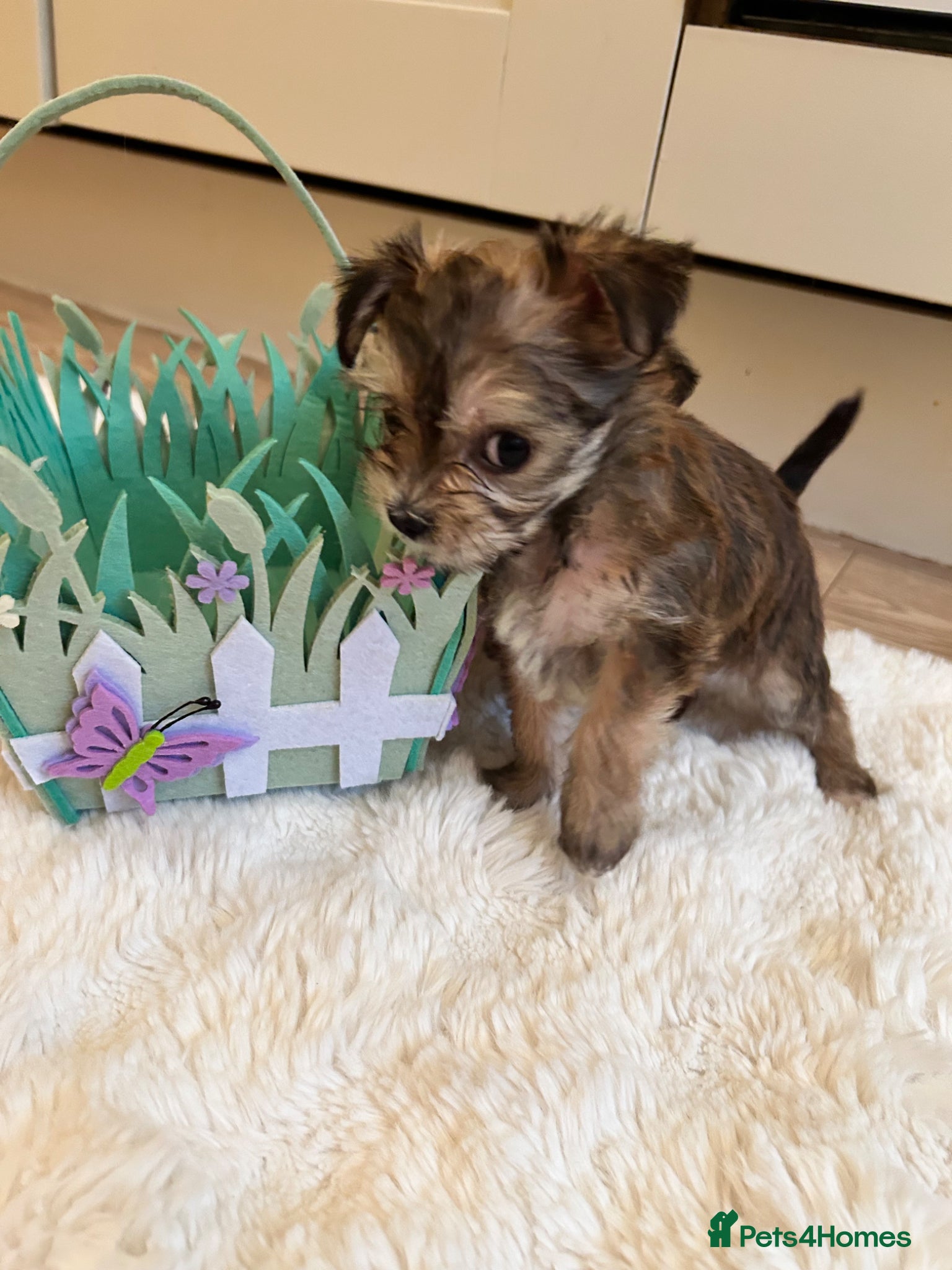 Morkie dogs Teeny tiny morkie teddy bears - Advert 11