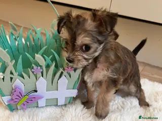 Morkie dogs Teeny tiny morkie teddy bears - Advert 11