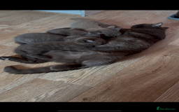 British Shorthair cats for sale: Chocolate Tortie  - Image 5