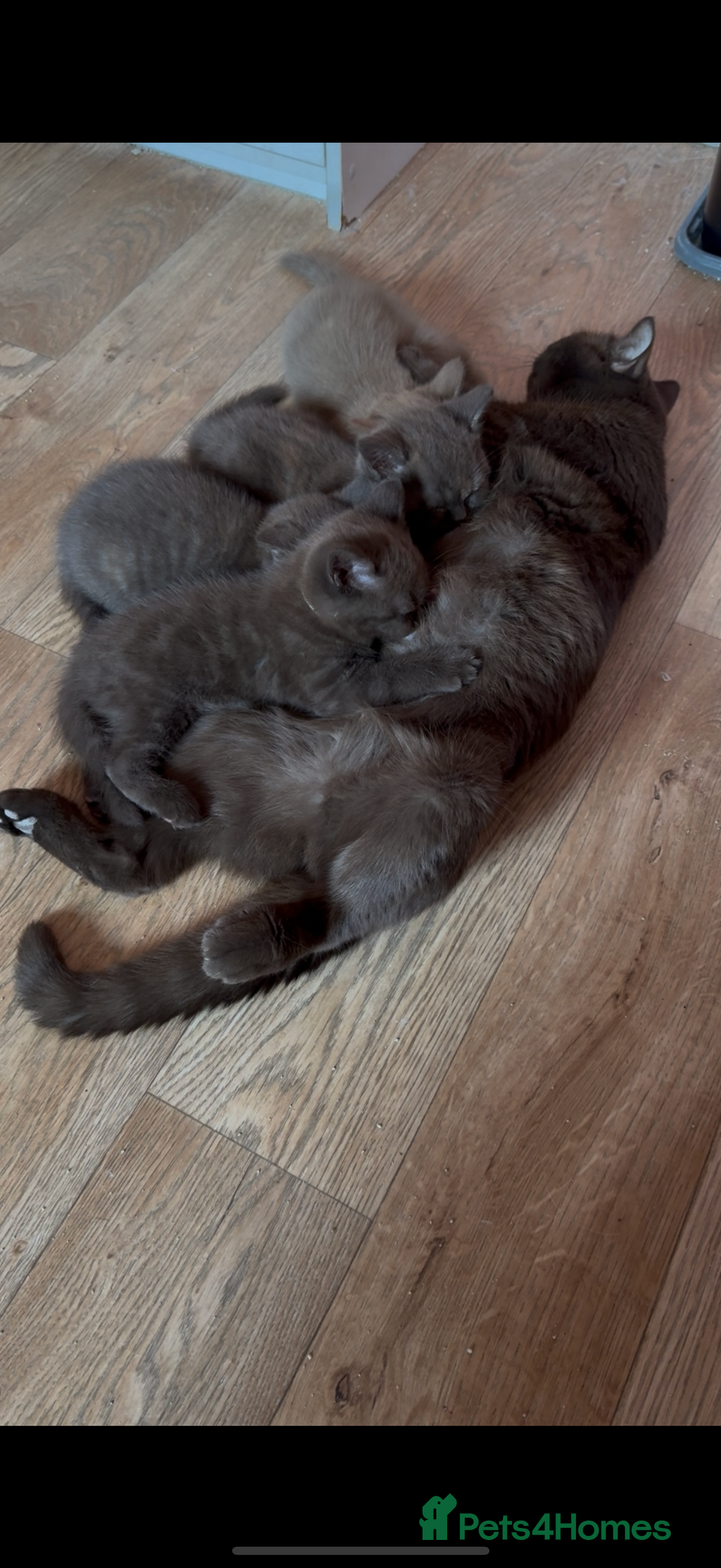 British Shorthair cats for sale: Chocolate Tortie  - Image 5