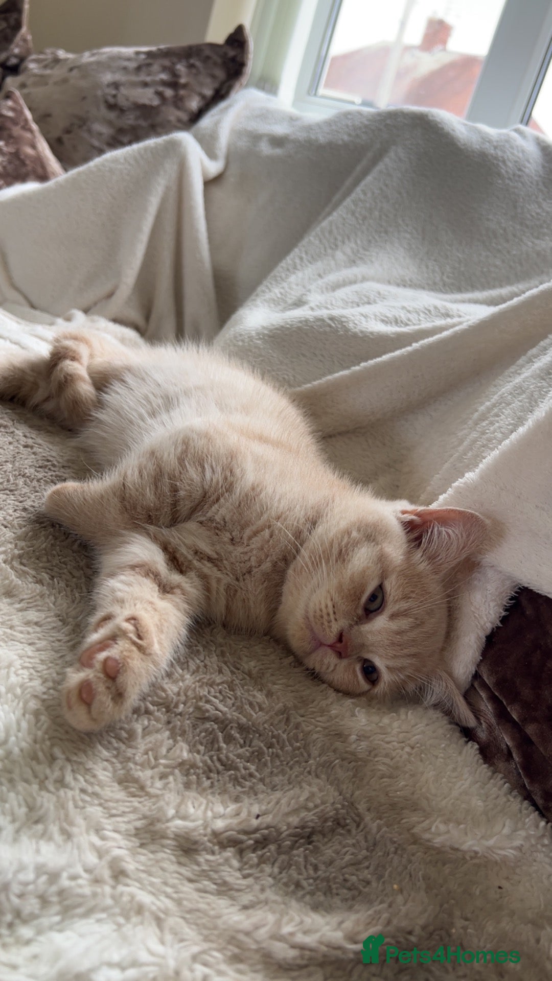 British Shorthair cats Outstanding Gccf British short hairs 🏆  - Advert 2