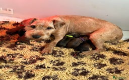 Lakeland Terrier dogs for sale: Lakeland terrier puppies  - Image 12