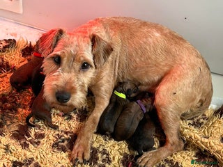 Lakeland Terrier dogs - Advert 4