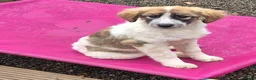 Mixed Breed dogs for adoption: Lola, Lena, Luna and Lyra  - Advert 13