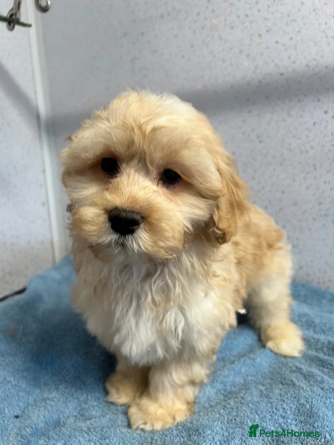 Shihpoo dogs for sale: Two stunning shihpoo boys - Advert 1