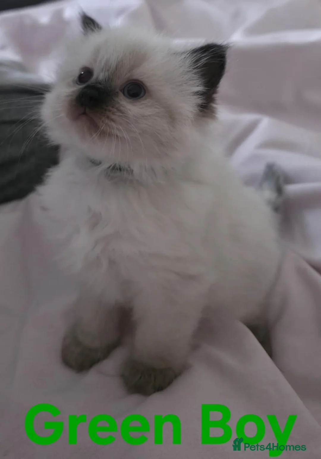 Ragdoll cats for sale: 3 beautiful male ragdoll kittens  - Advert 7