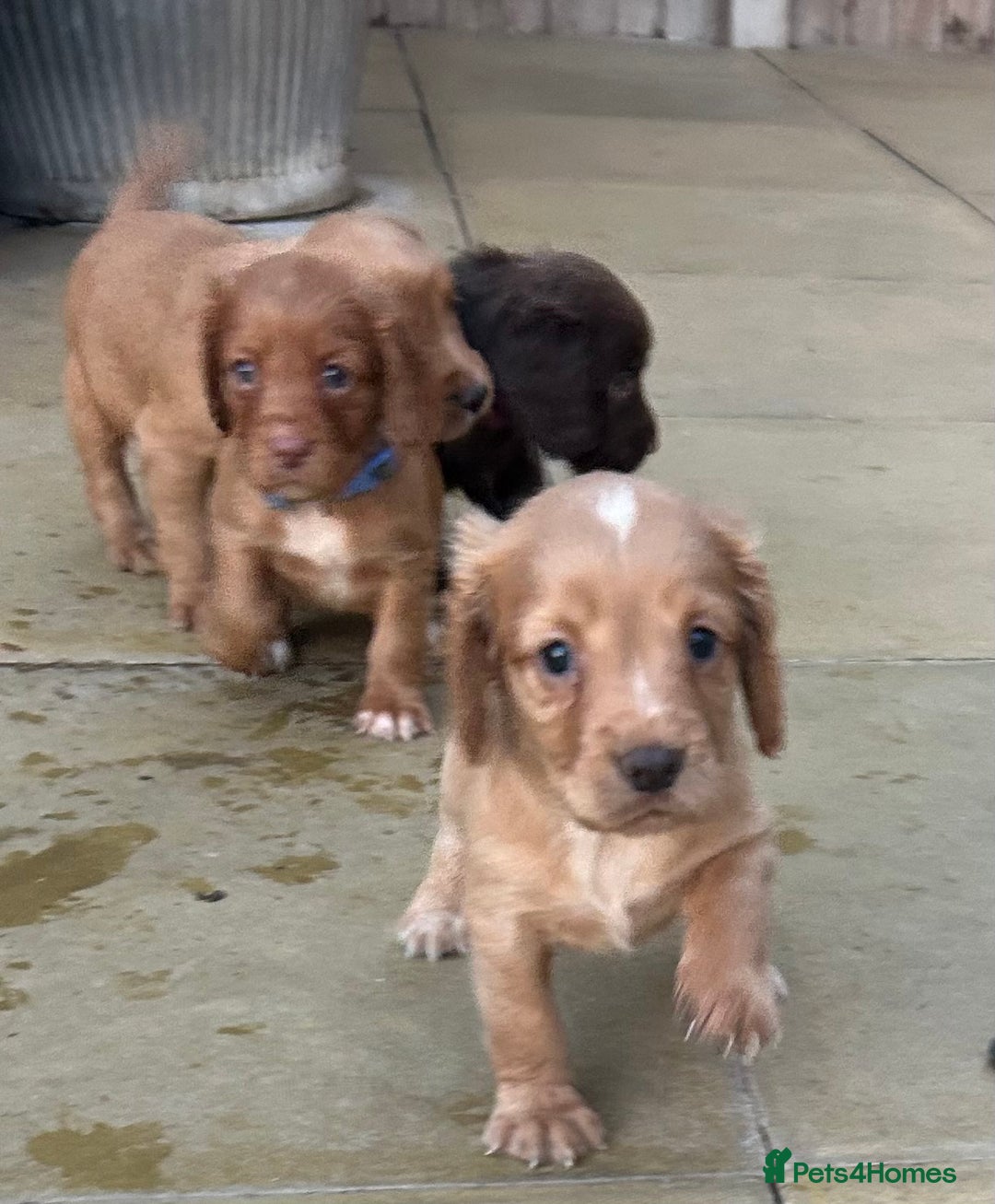 Cocker Spaniel dogs for sale: Out standing  Health tested working cockers  - Image 9