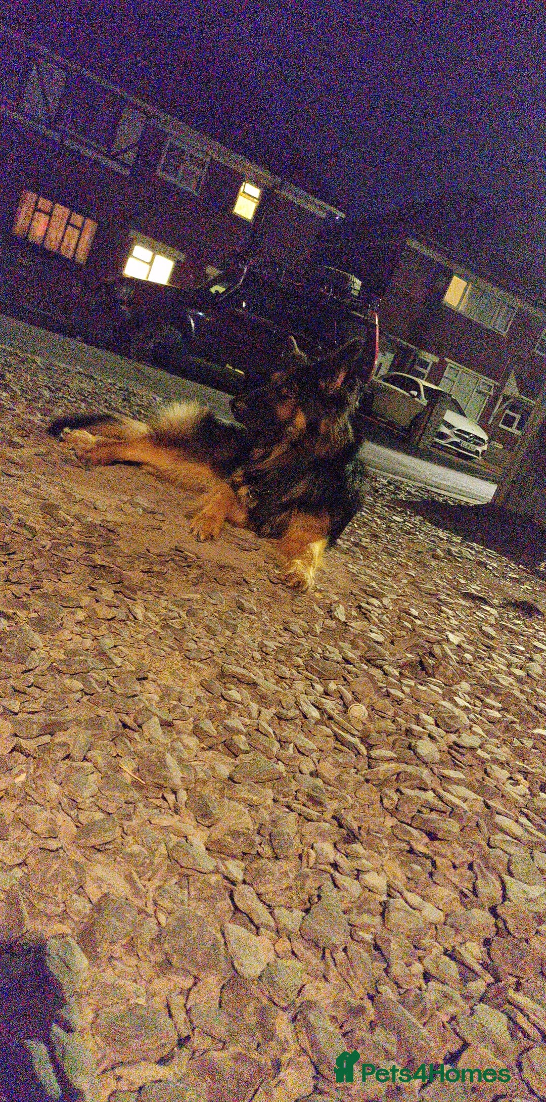 German Shepherd dogs for sale: Puppy’s for sale - Advert 7