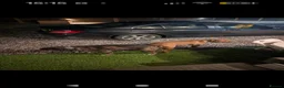 Mixed Breed dogs for sale: Rottweiler cross junkyard dogs - Advert 7