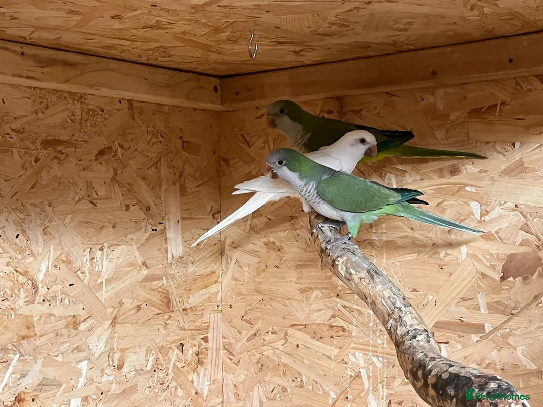 Parrots birds for sale: Quaker Parrots  in Inverurie - Advert 1