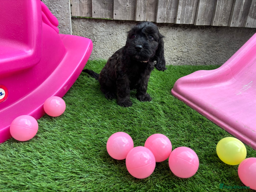 Cockapoo dogs for sale: COCKERPOO’S READY TO LEAVE NOW!  - Image 18