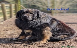 Caucasian Shepherd Dog dogs for sale: Caucasian Shepherd puppies  - Image 10