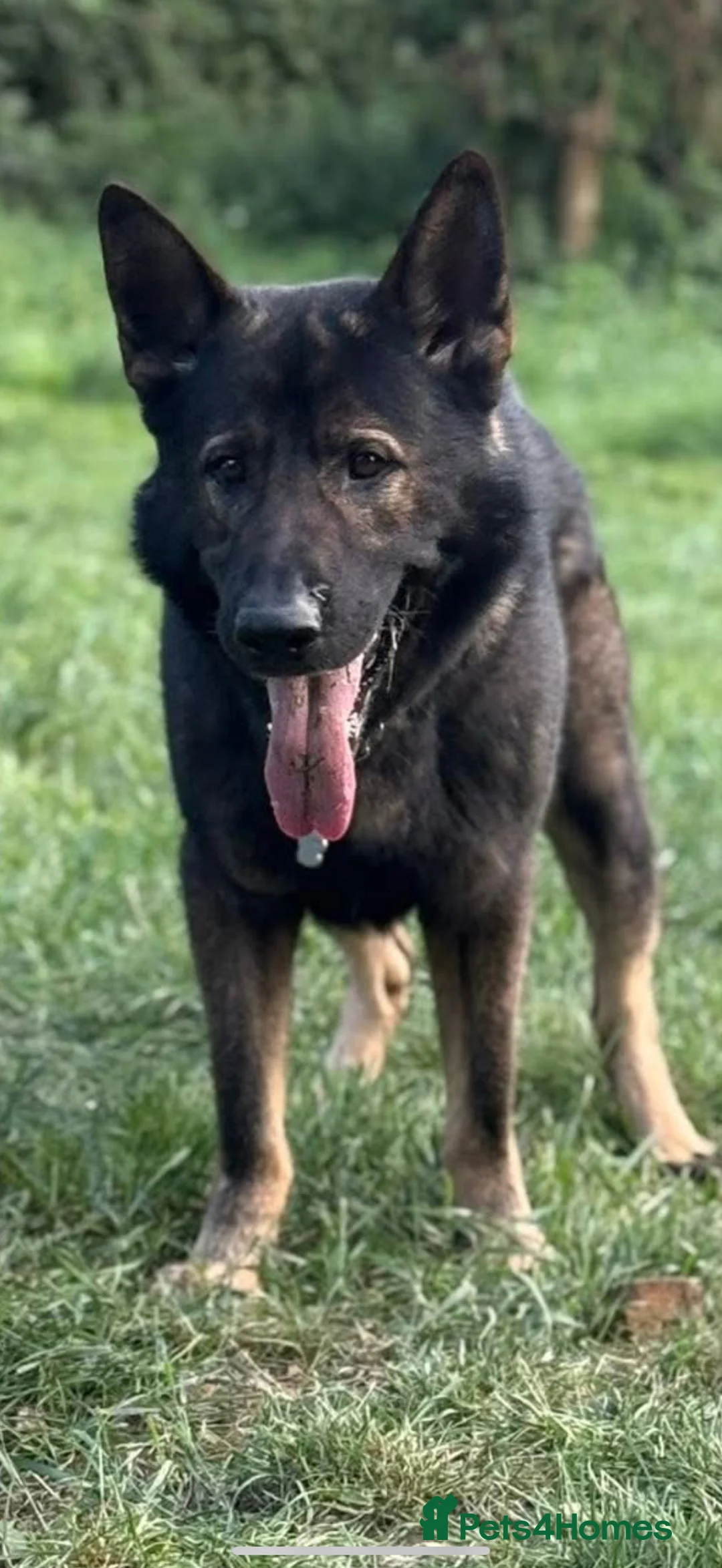 German Shepherd dogs for sale: German shepherd dog  in Ashford - Advert 1