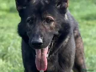 German Shepherd dogs German shepherd dog - Advert 6