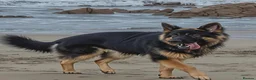 German Shepherd dogs for stud: For Stud Only Charlie  - Advert 5