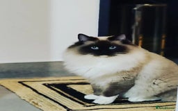 Ragdoll cats for sale: Stunning ragdoll kittens  - Image 2