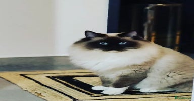 Ragdoll cats - Advert 9