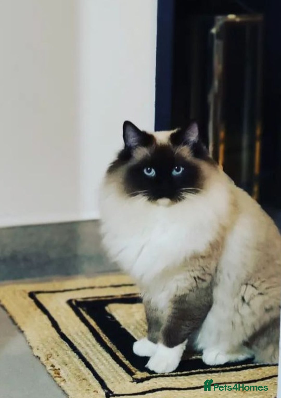 Ragdoll cats for sale: Stunning ragdoll kittens  - Image 2