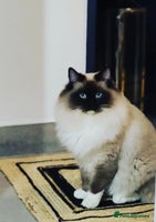 Ragdoll cats - Advert 9