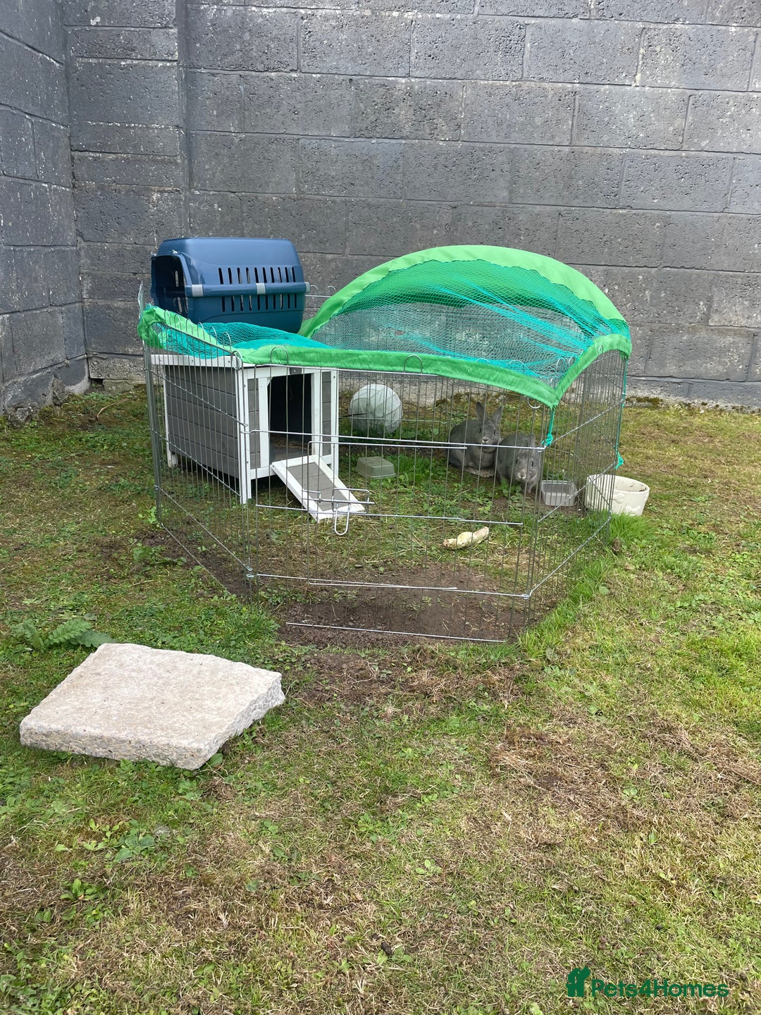 English rabbits for sale: 2 Male rabbits, brothers - Image 8