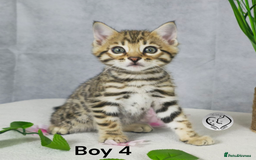 Bengal cats for sale: 3 brown bengal boys - Image 16
