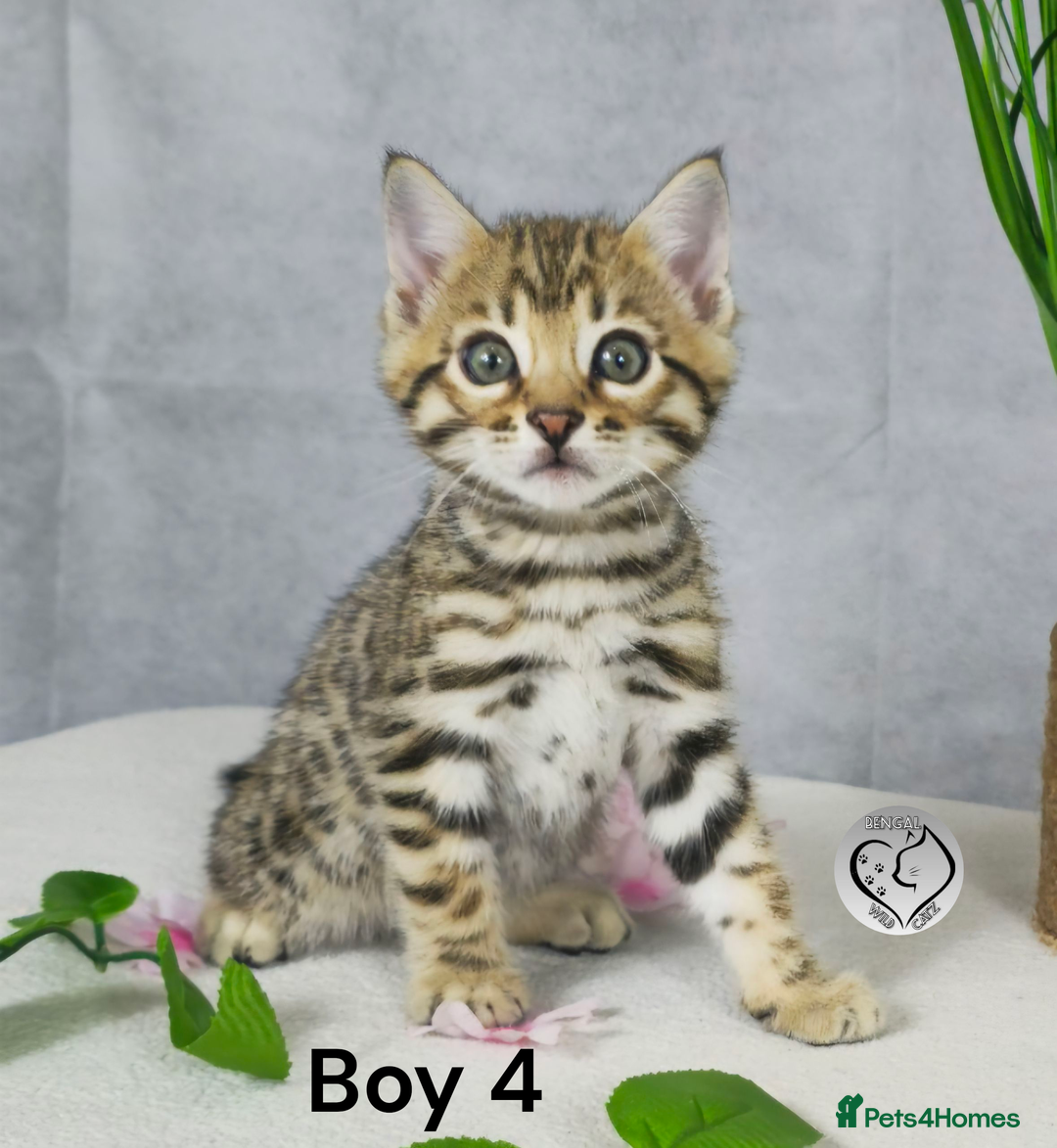 Bengal cats for sale: 3 brown bengal boys - Image 16