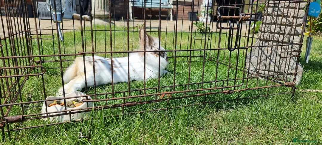 Lionhead rabbits for sale: Lionhead male in Ebbw Vale - Advert 2