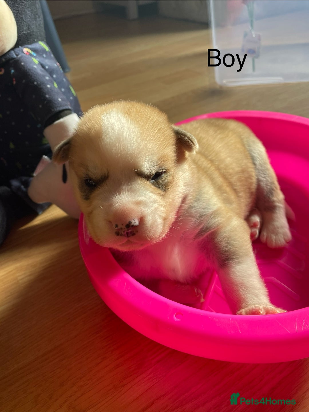 Mixed Breed dogs for sale: Husky puppies for sale - Image 4