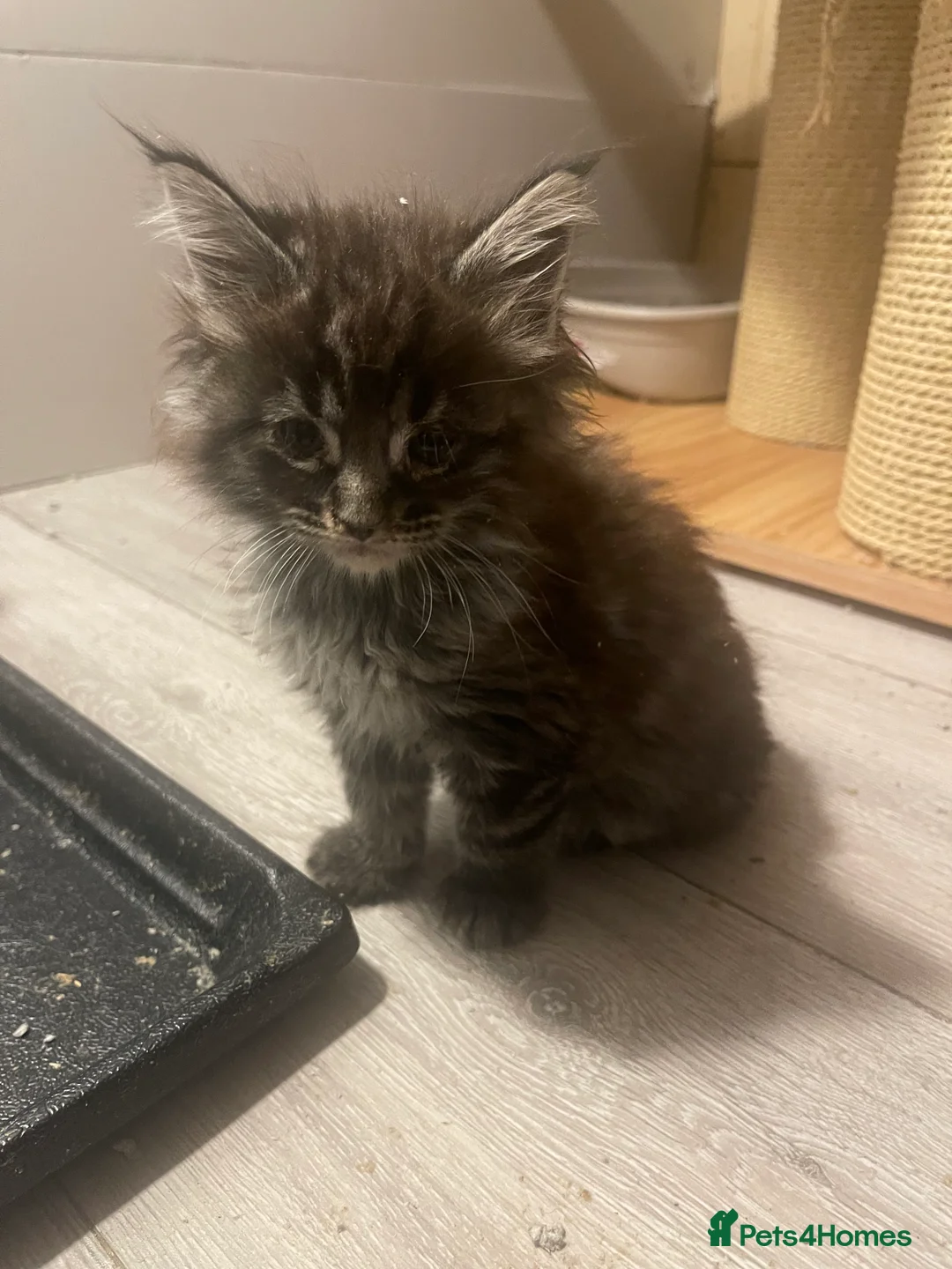 Maine Coon cats for sale: Maine coon in Edinburgh - Advert 2