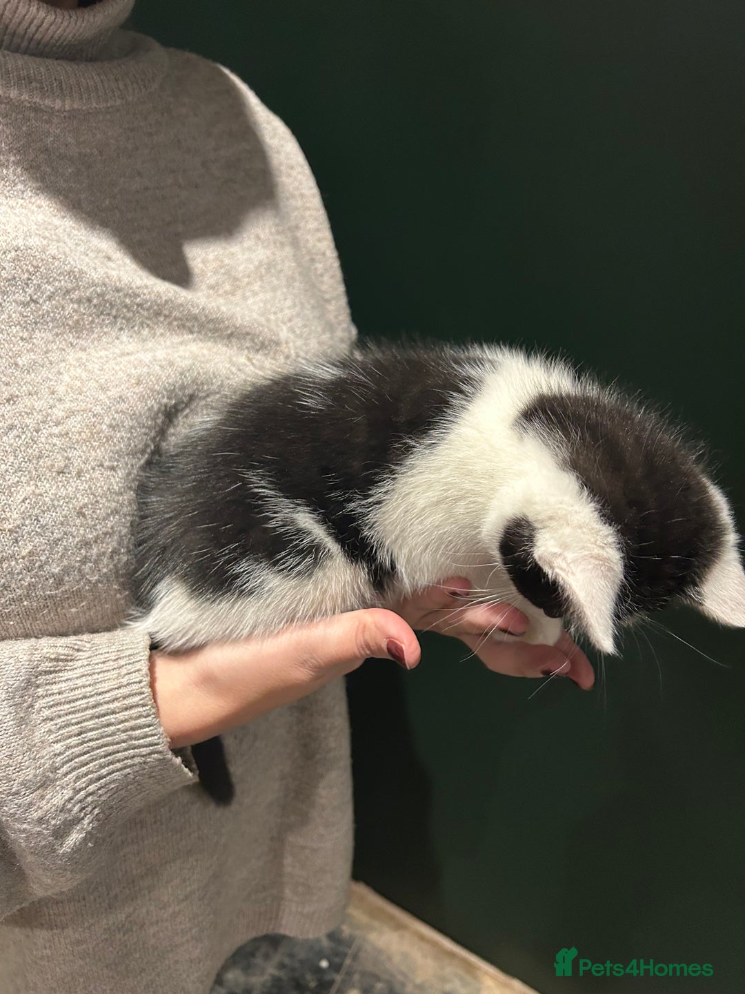 Mixed Breed cats for sale: Sweet Kittens for Sale – Friendly & Family-Raised - Advert 5