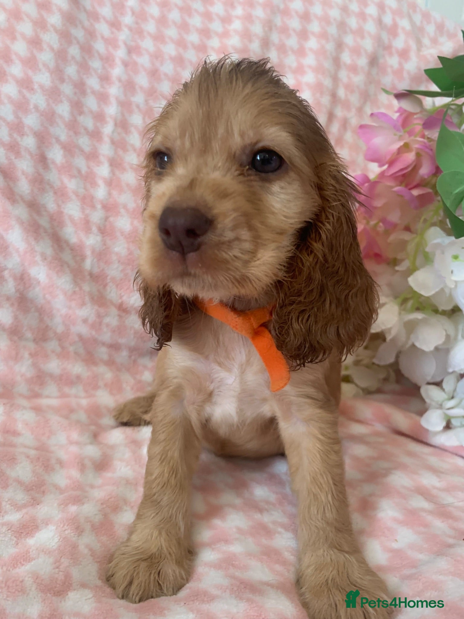 Cocker Spaniel dogs Show type cocker spaniel puppy’s  - Advert 2