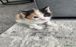 Domestic Shorthair cats for sale: Four kittens, 4 weeks old - Image 4